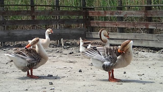 Geese on the grond