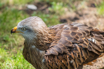 royal kite resting in his innkeeper