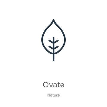 Ovate icon. Thin linear ovate outline icon isolated on white background from nature collection. Line vector ovate sign, symbol for web and mobile