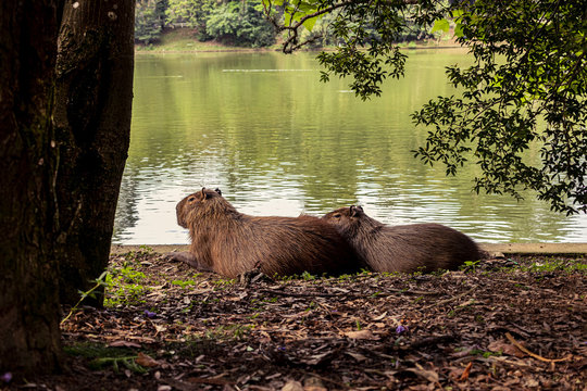 Capivara, mam&iacute;fero roedor, em parque ao lado de lago. 