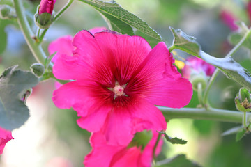 Mallow blossom