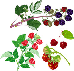 Set of different types of ripe garden berries on branches