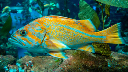 Fototapeta premium A beautiful Canary rockfish (Sebastes pinniger) swimming at the Ripley's Aquarium, Toronto, Canada 
