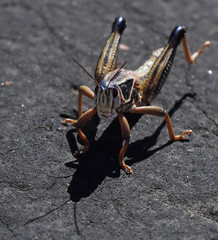 A large colorful grasshopper takes time to pose on an asphalt road.