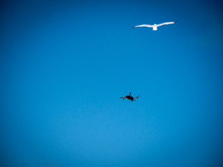 A seagull atacking flying drone.