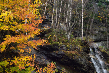 Maple and Birch trees at a mountain stream waterfall from Madonna Peak at Smugglers Notch road Vermont