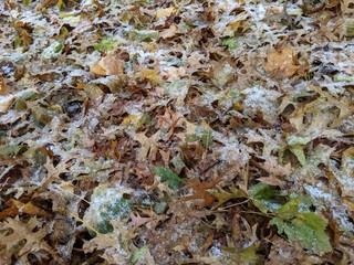 Leaves with snow and ice