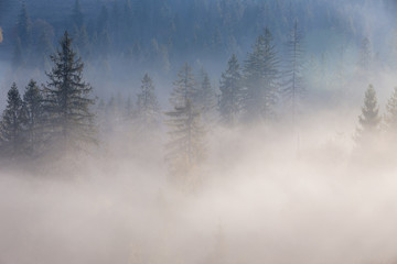 Spruce trees through the morning fog. Mountain forest at autumn foggy sunrise.