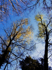 tree in the sky, sweden nacka, stockholm