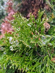 Pine needles with rain drops