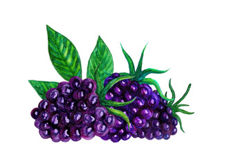 Watercolor blackberry berries on a white background.