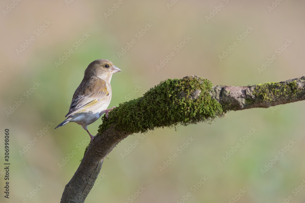 Wall mural portrait of european greenfinch (chloris chloris)