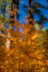 Fall for Planet Sedona