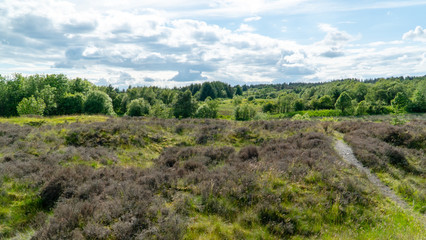 Fototapeta na wymiar Landscape in Scotland Evergreen 