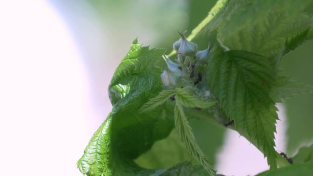 Fourmis et pucerons 01