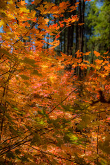 Fall for Planet Sedona