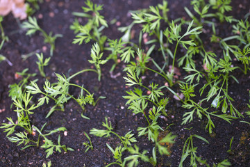 young plants in the garden, sweden, stockholm, europe, nacka