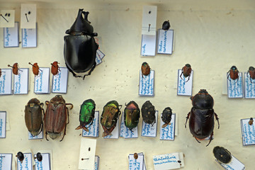 Käfersammlung mit Naßhornkäfer, Maikäfer und anderen Stutzkäfern