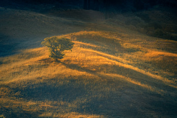 Sunrise over Tuscany hills with lonely tree. Travel destination Tuscany, Val d'Orcia, Italy