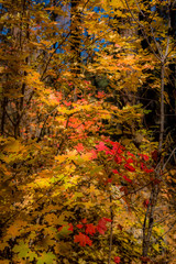 Fall for Planet Sedona