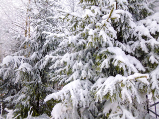 Winter forest with trees covered snow. Christmas tree.