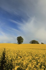 yellow rapeseed field in portrait format