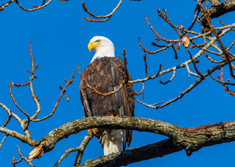 Eagle sitting in tree with side profile look