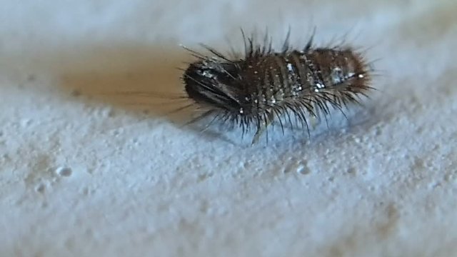 Little hairy brown larva walking