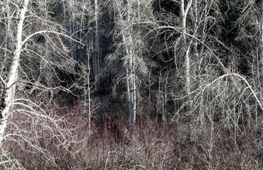 Tree skeletons with a murky shadow feeling