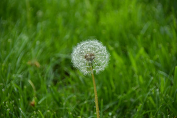 dandelion on a background of green meadow