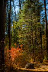 Fall for Planet Sedona