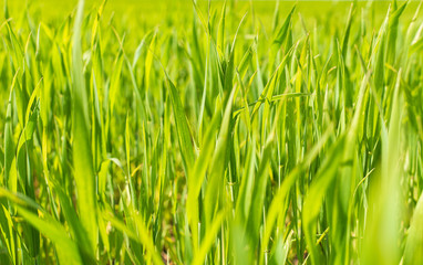 green grass closeup background, selective focus, foreground blur