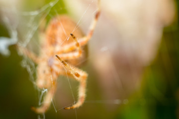 Big orange spider leg isolated with blurred green and brown leafs in background