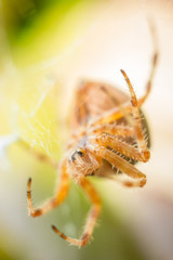 Big orange spider on spider web with blurred green and brown leafs in background