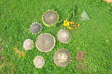 Słoneczniki © Patdrig Torc