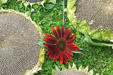 Słoneczniki © Patdrig Torc