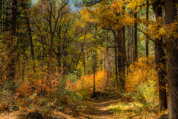 Fall for Planet Sedona