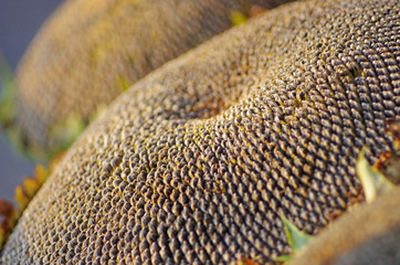 Słoneczniki © Patdrig Torc