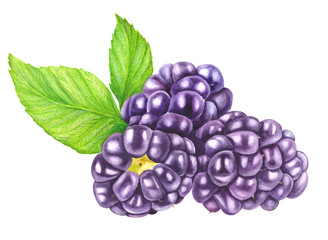 Three blackberry with leaves isolated on a white background closeup. Fresh berries watercolor illustration. Botanical art. Realistic painting. Hand drawn.
