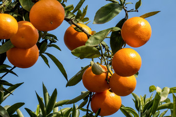 Fresh mandarinas on the tree branch in Spanish garden