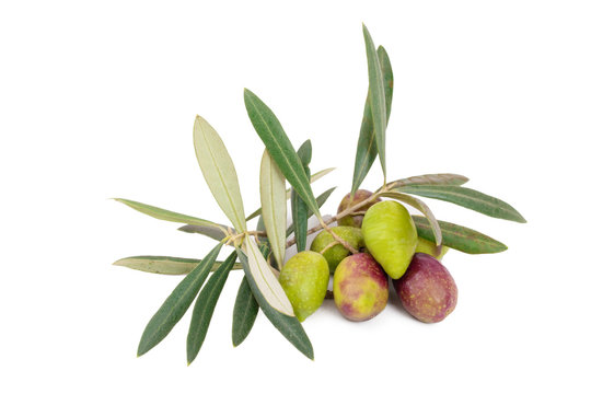 natural olives isolated on white background with olive branches
