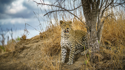 leopard in kruger national park, mpumalanga, south africa 170
