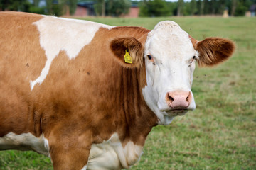 Naklejka na ściany i meble cow on a meadow looking into the camera