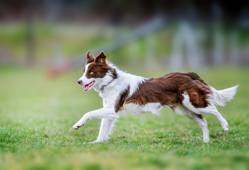 Young dog is fast running on meadow. Brown white border collie from side view.
