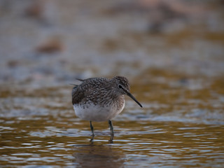 Obraz premium Andarrios grande