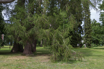 Large and old larch trunk in park
