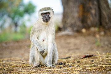 Fototapeta premium vervet monkey in kruger national park, mpumalanga, south africa 8