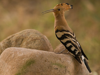 Abubilla