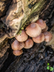 Little brown mushrooms on wooden border