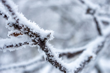 snow-covered ice-covered frozen tree branches, snowfall and snowing concept, winter is coming
